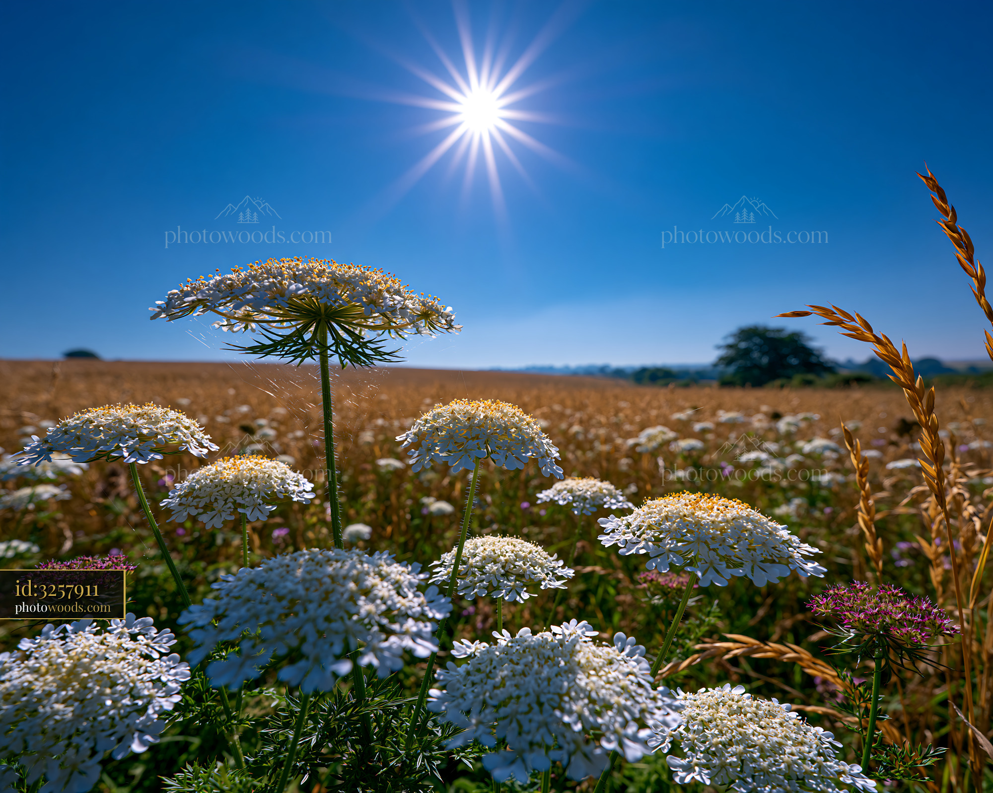 Knapweed Flowers Blooming in Open Meadow Under Bright Sun