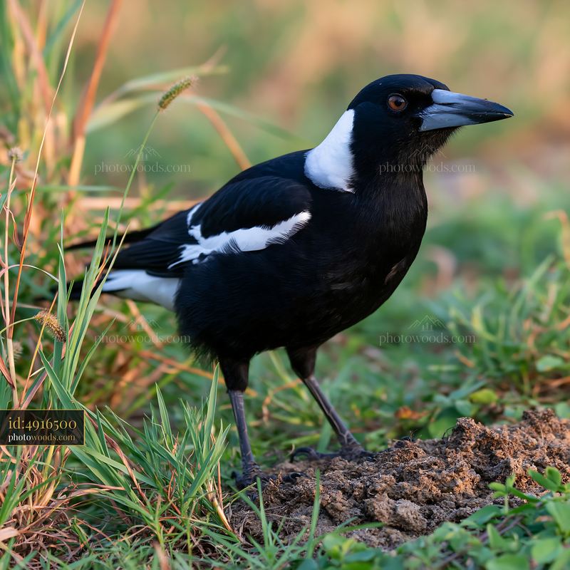 Magpie, Gymnorhina Tibicen, Foraging in Grass During Sunset