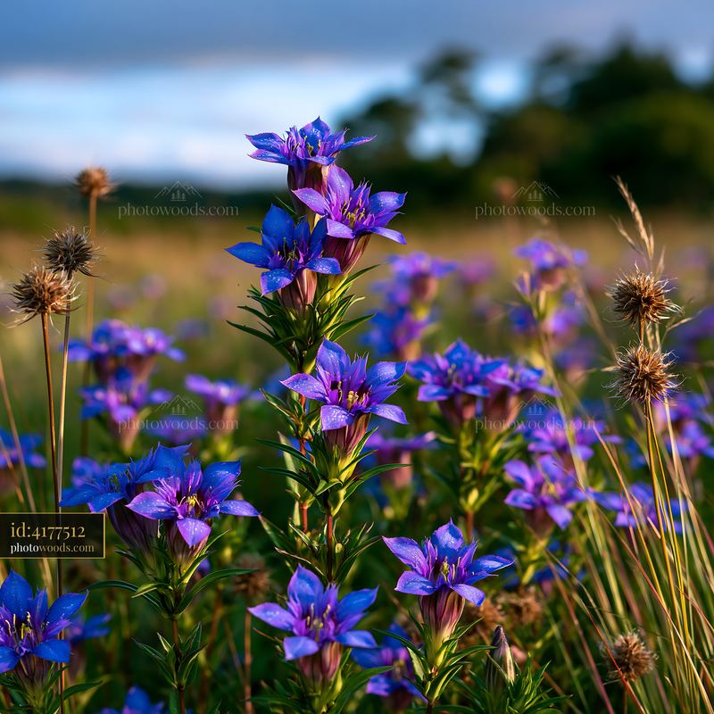 Marsh Gentian Flowers in Damp Meadow During Golden Hour