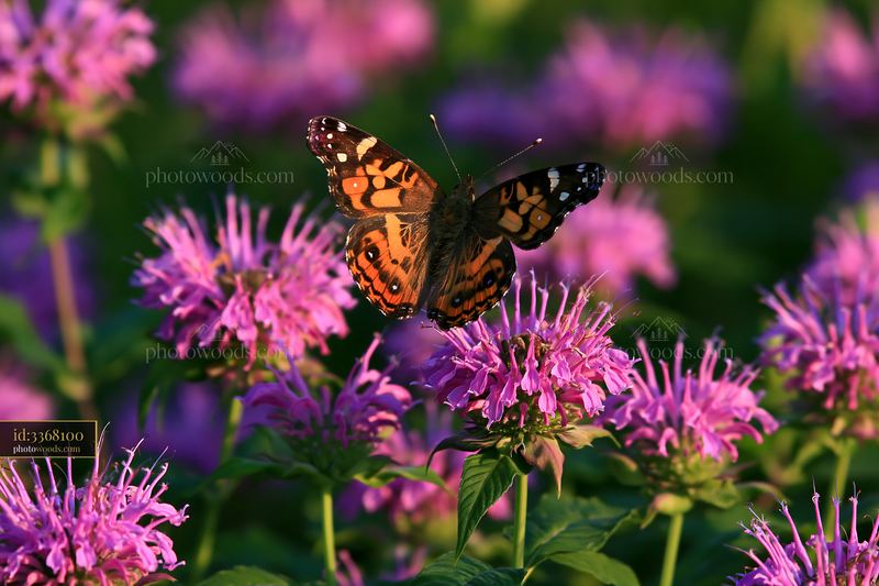 Monarda flowers attract pollinators in a colorful garden setting