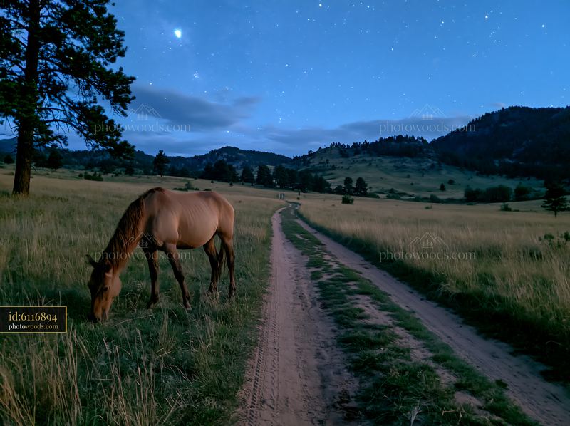 Mustangs grazing under stars in a field at night