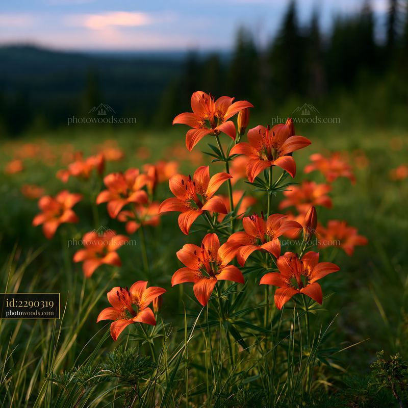 Orange Lilies Blooming in Subalpine Meadow at Sunset