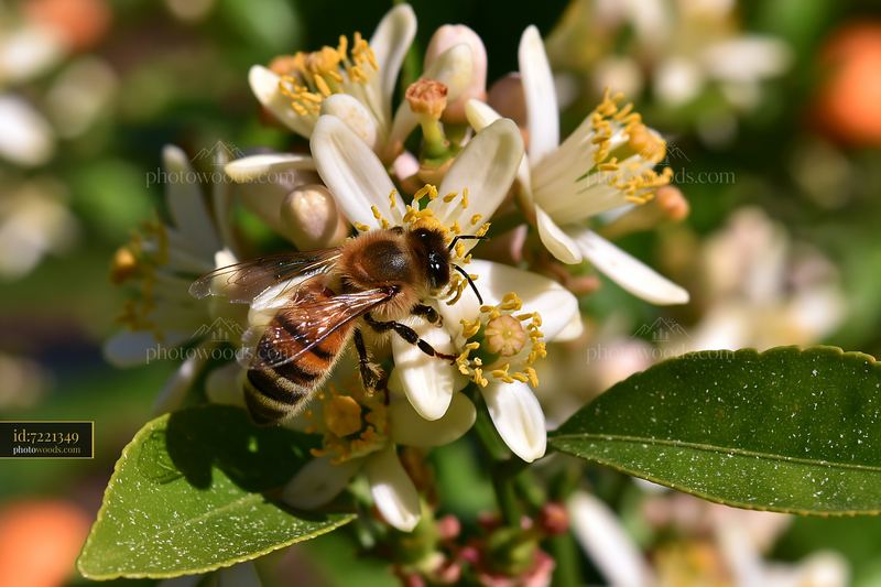 Close up view of orange tree flowers with a bee collecting pollen