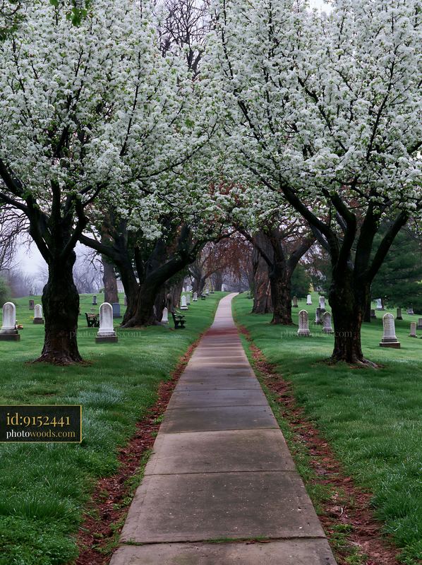 Ornamental pear trees bloom along cemetery pathway