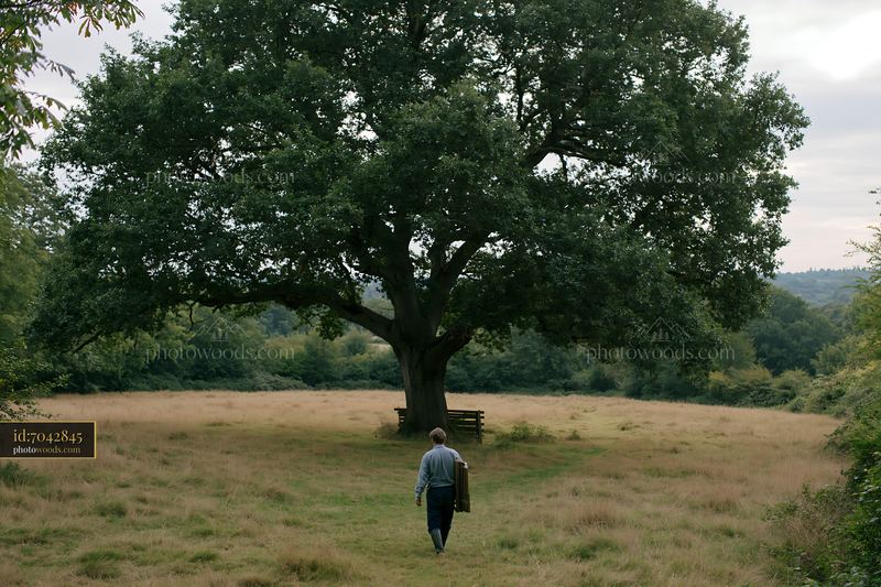 Person Walking Through Meadow Toward a Large Tree