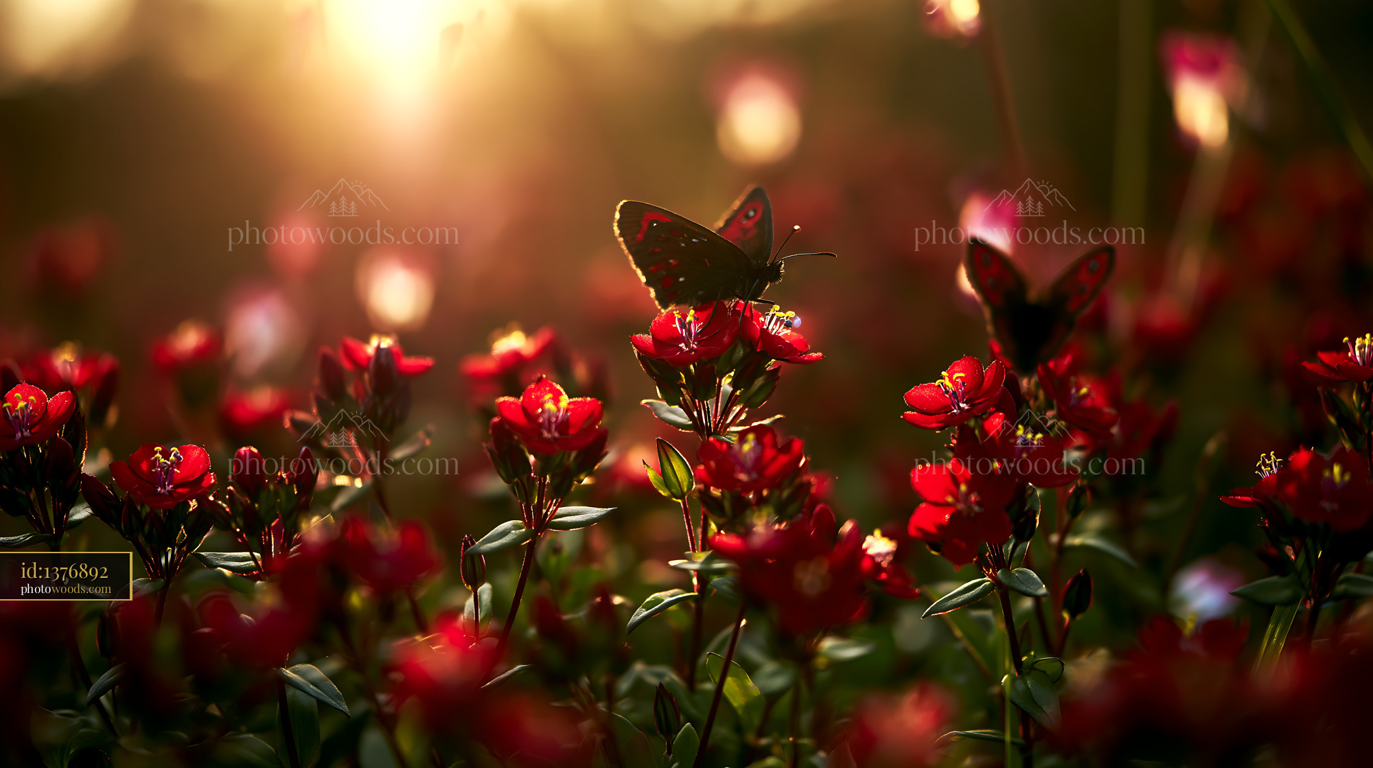 Pimpernel Flowers Blooming With Butterflies in Golden Hour Light