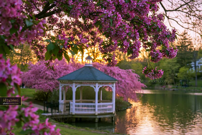 Pink flowering trees beside a lake at sunset