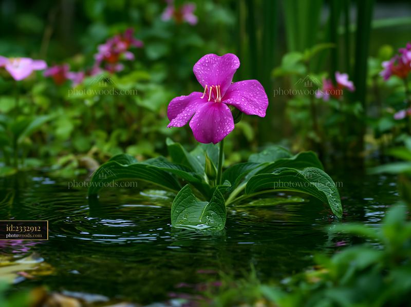 Flowers growing around a natural pond on an island