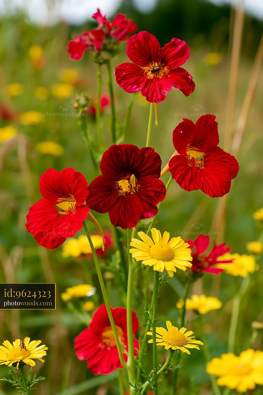 Red and Yellow Wildflowers in a Soft Meadow