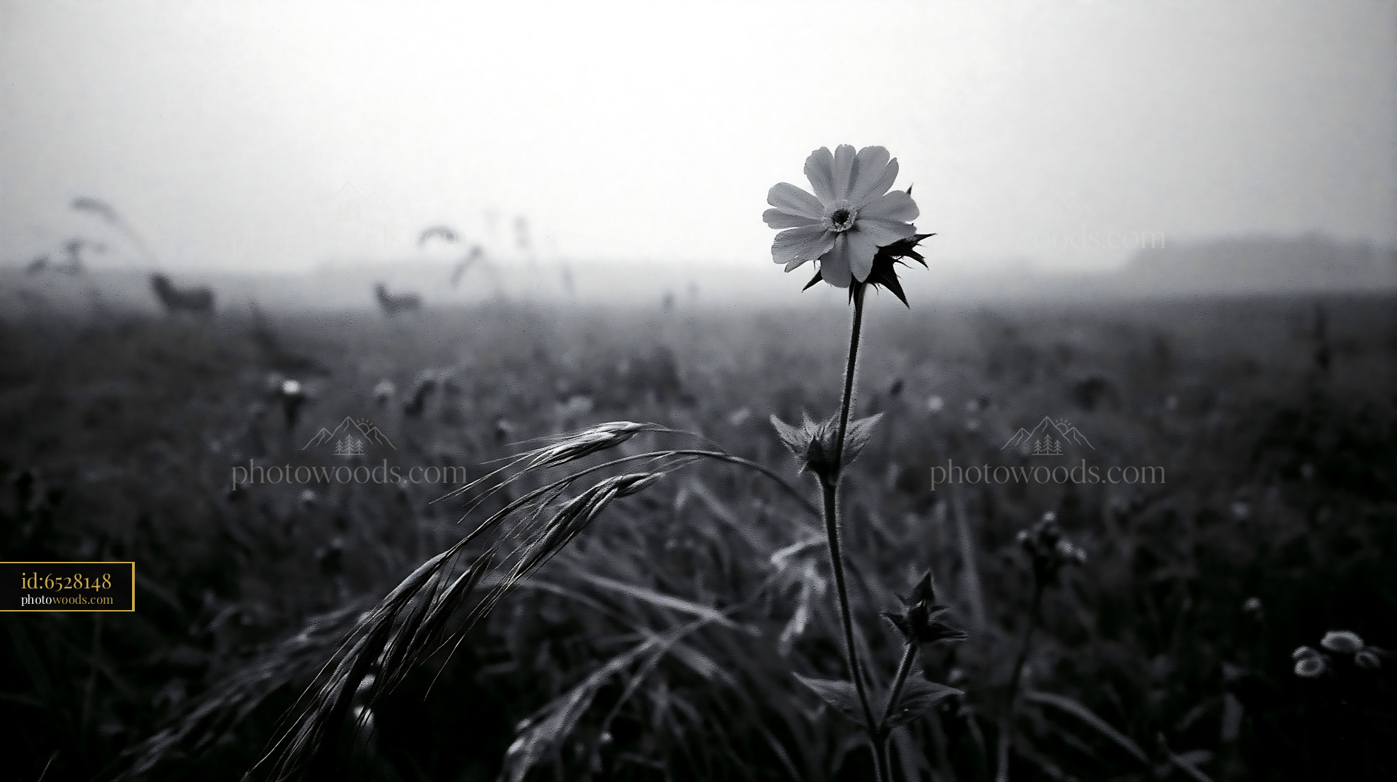 Red Pimpernel Flower Blooming in Meadow During Foggy Morning
