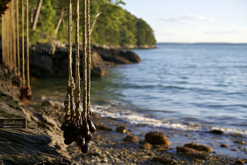 Coastline with mussel farms showing hanging ropes and water