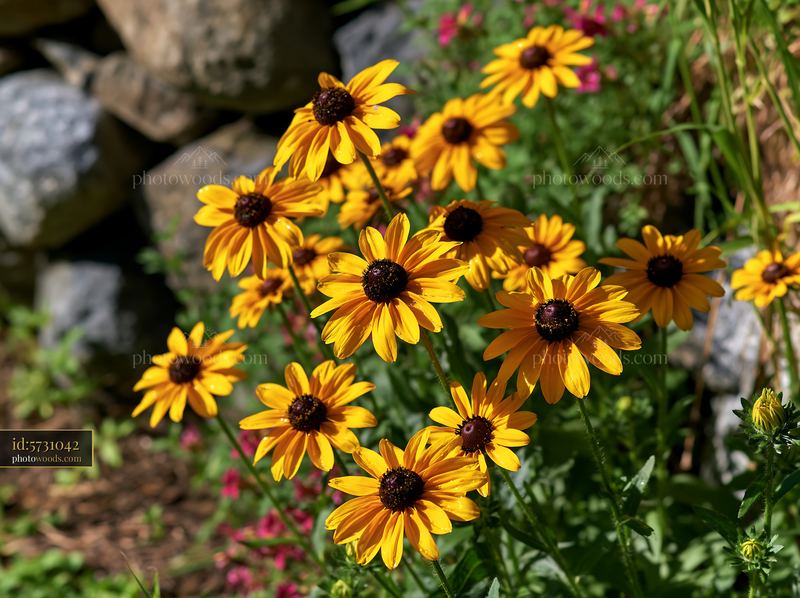 Rudbeckia flowers in sunlight near rocks and green plants