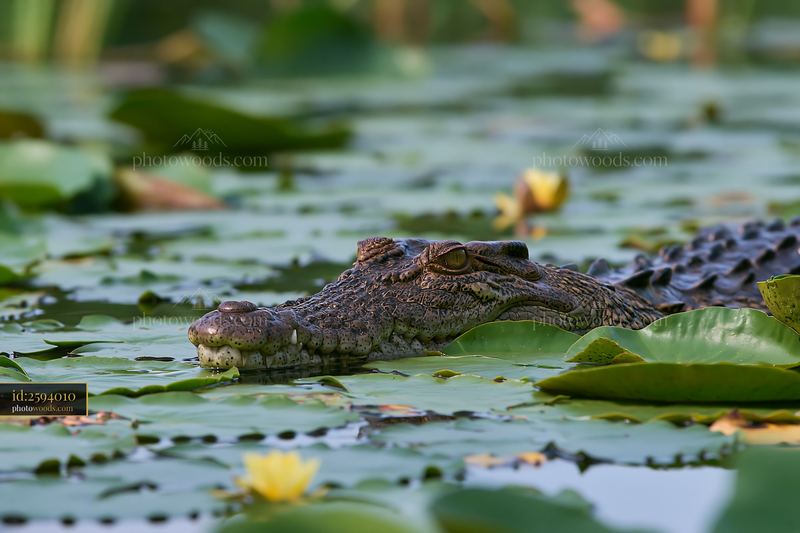 Saltwater crocodile among water lilies in a wetland