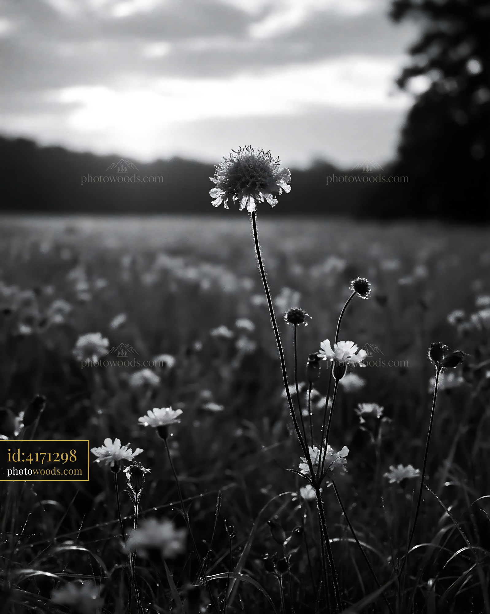 Scabious Flower Blooming in a Meadow at Sunset