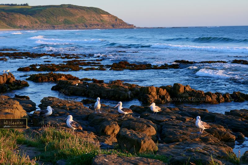 Coastline with protected marine habitat and seabirds at sunset
