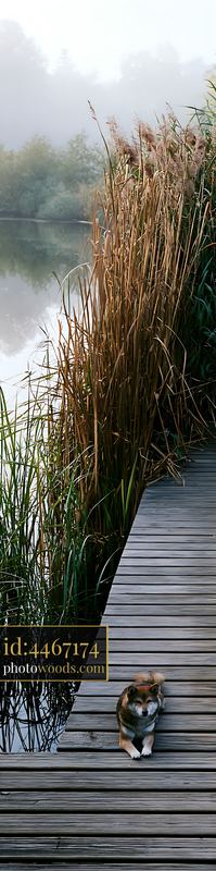 Shiba Inu resting on a wooden deck beside a pond
