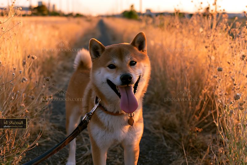 Shiba Inu in Tall Grasses at Golden Hour