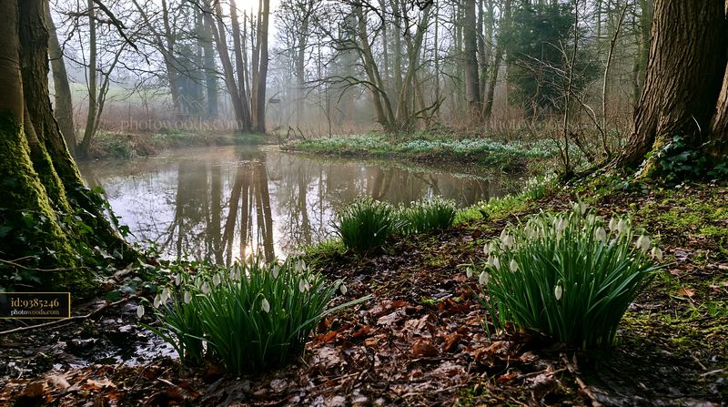 Snowdrop flowers bloom beside a tranquil pond