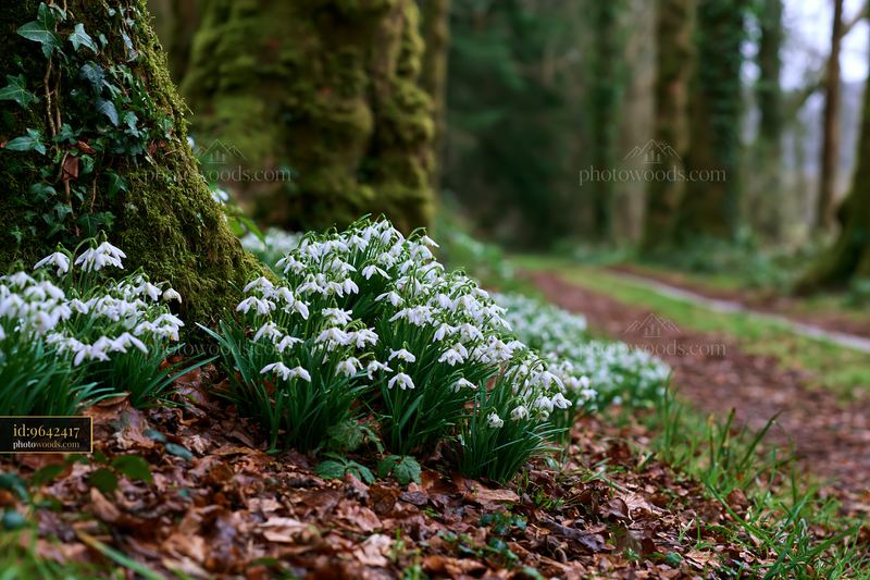 Snowdrop flowers beneath trees in a forest setting