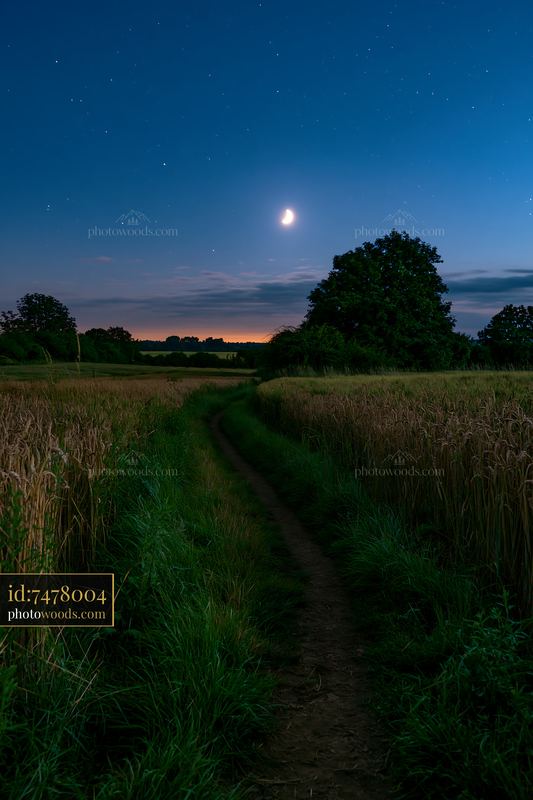 Starry night over a wheat field with moon and trees