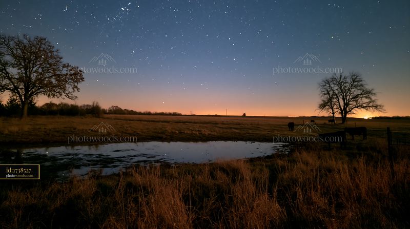 Starry night above a cattle field with distant trees