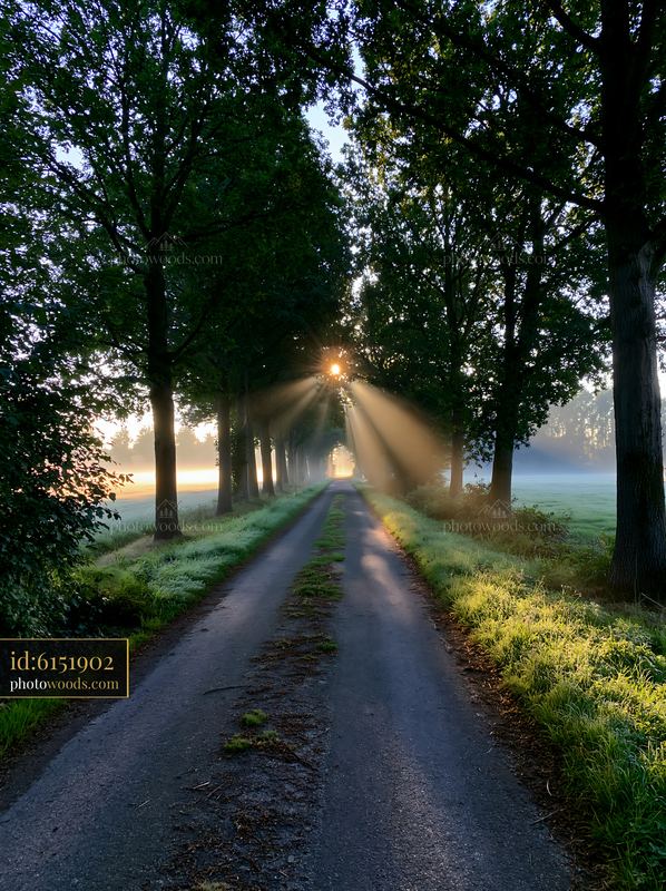 Sunlit Tree-Lined Country Road Through Misty Woodland