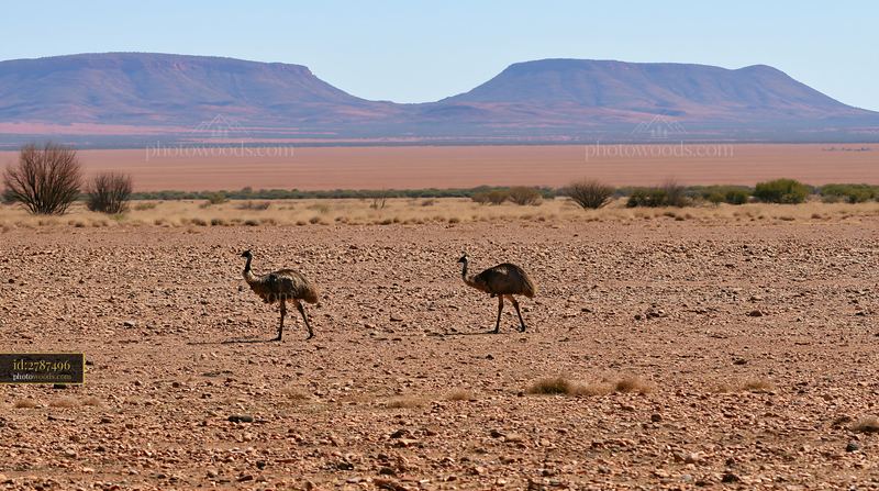 Emu walking across outback plain with mountains in background