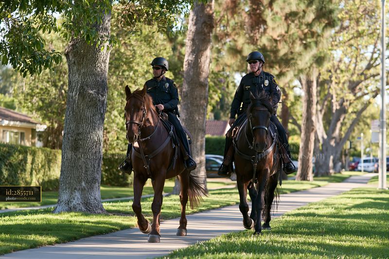Police horse patrol on a city sidewalk during a sunny day