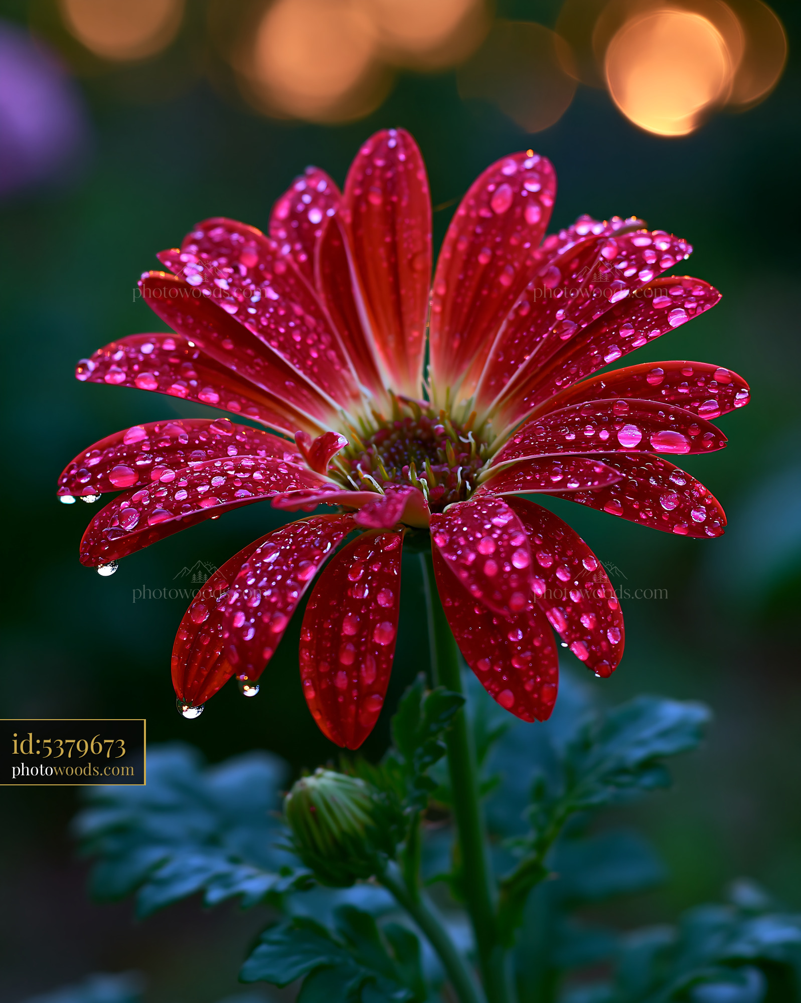 Red Flower With Water Droplets Standing in Garden During Daytime