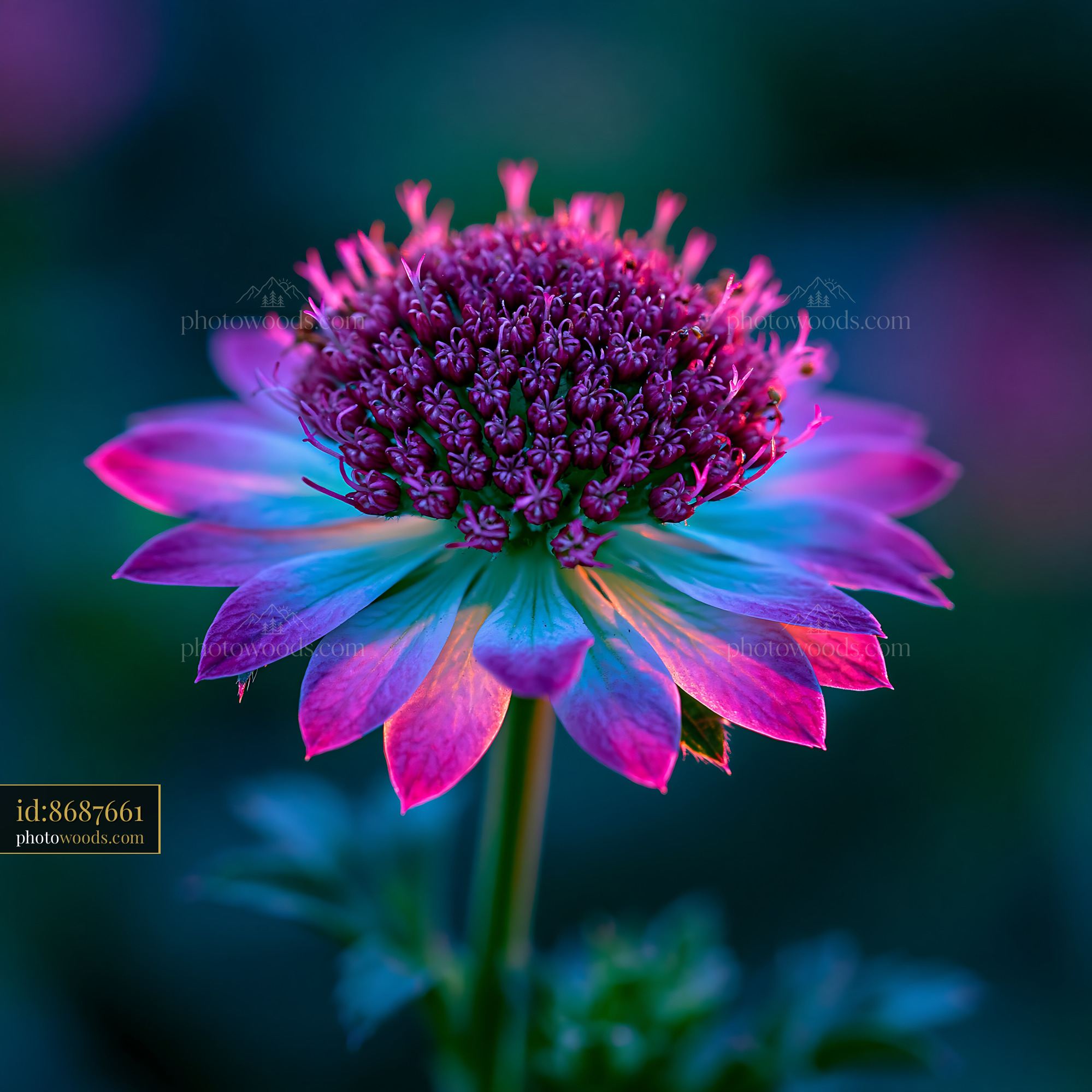 Flower Blooms in Vibrant Colors During Dusk With Soft Light