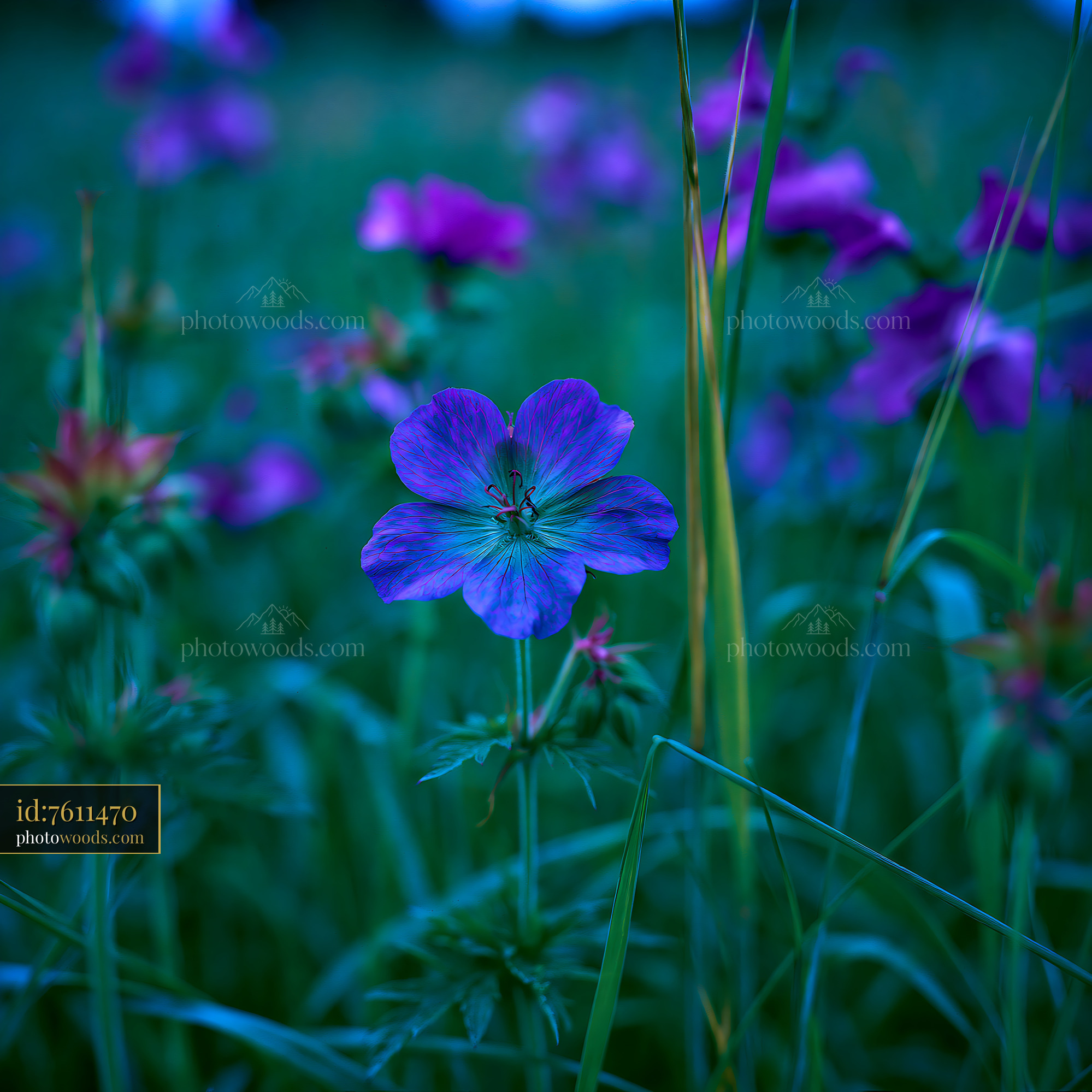 Purple Cranesbill in an Alpine Meadow During Springtime