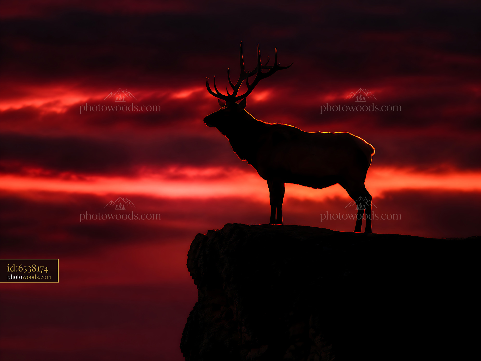 Elk Stands on a Rock Against a Red Sunset Sky