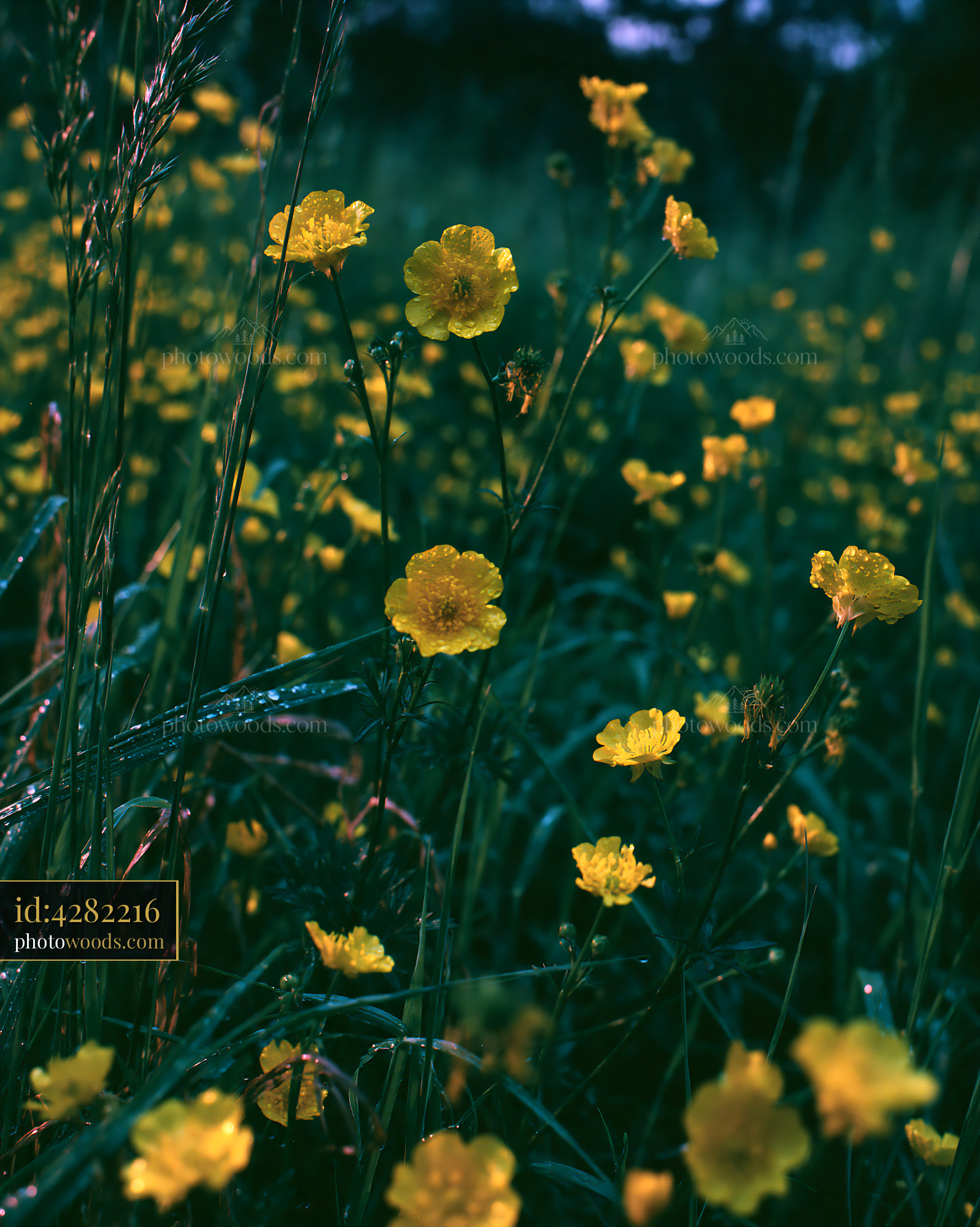 Buttercup Flowers Blooming in a Meadow During Springtime