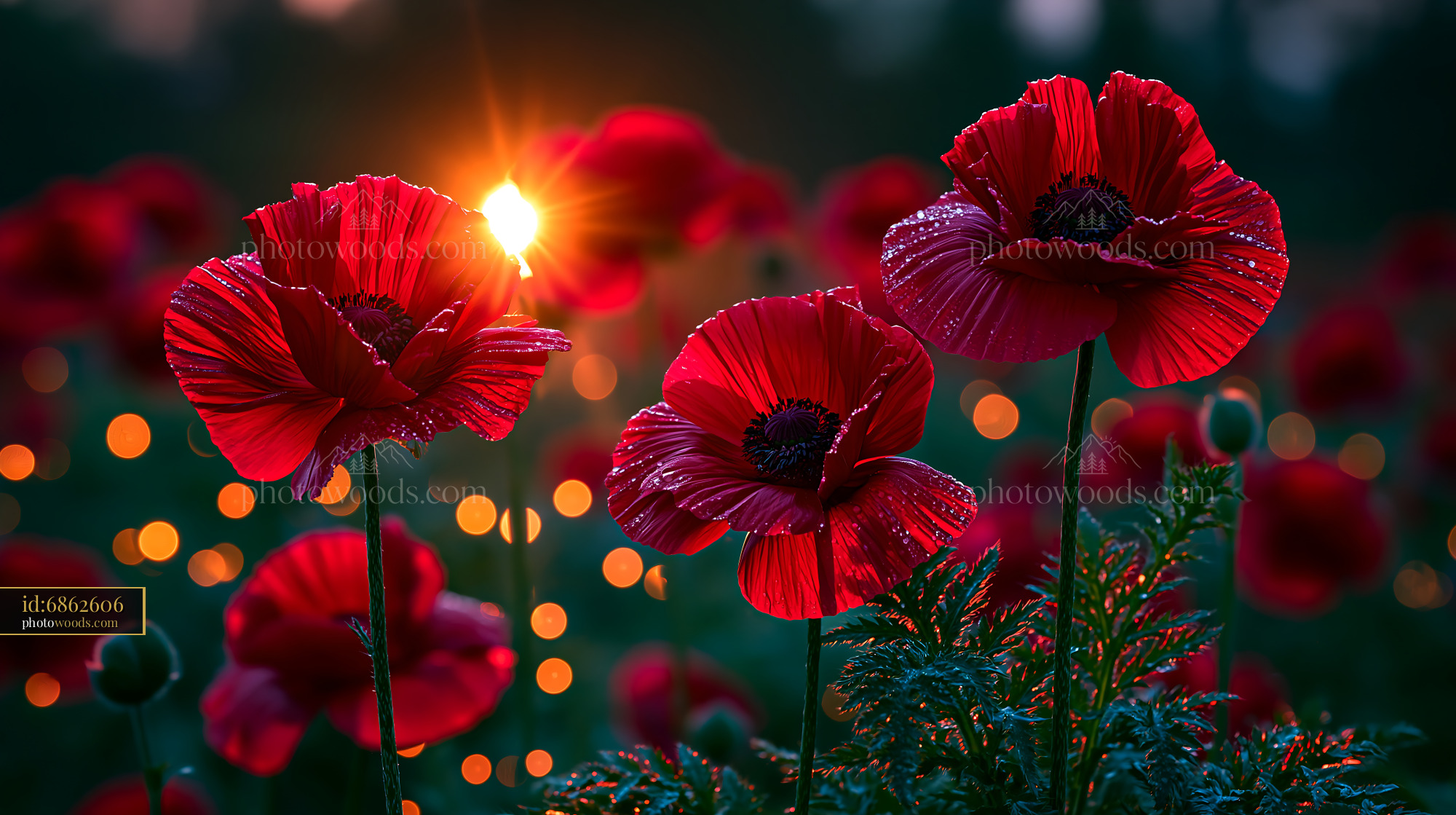Red Poppies Bloom at Sunset With Sunlight Shining Through Petals