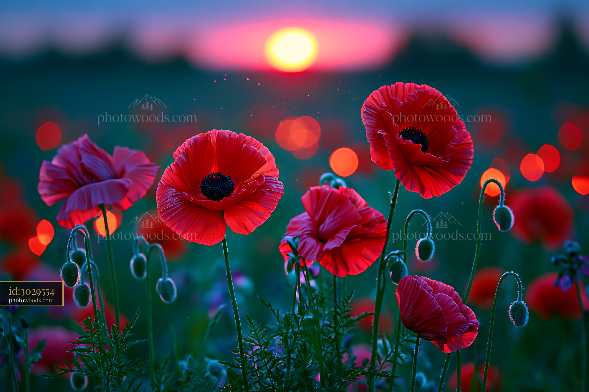 Poppies Bloom in a Field at Sunset With Soft Light Around
