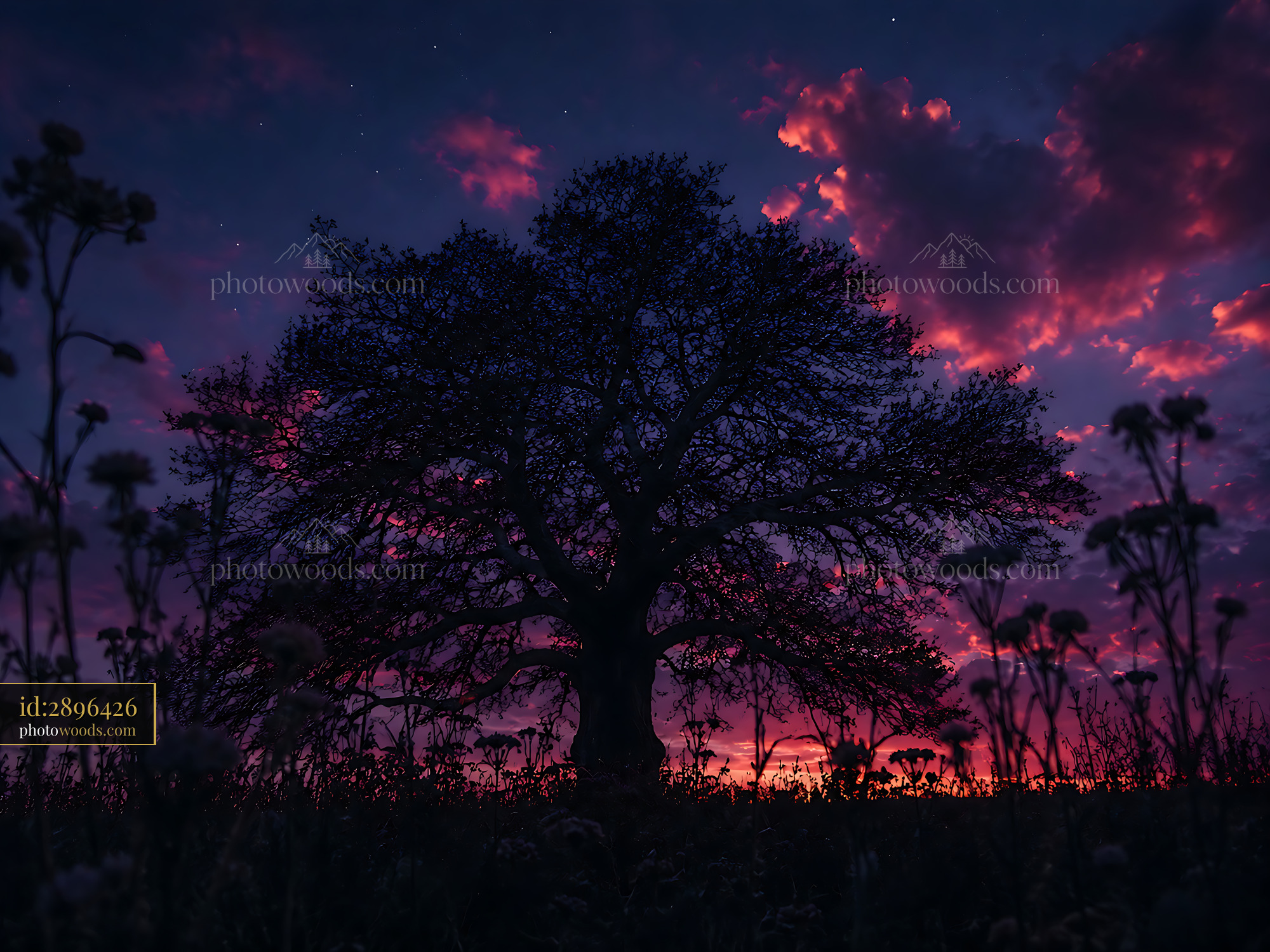 Tree Stands Tall Under Colorful Sky During Sunset