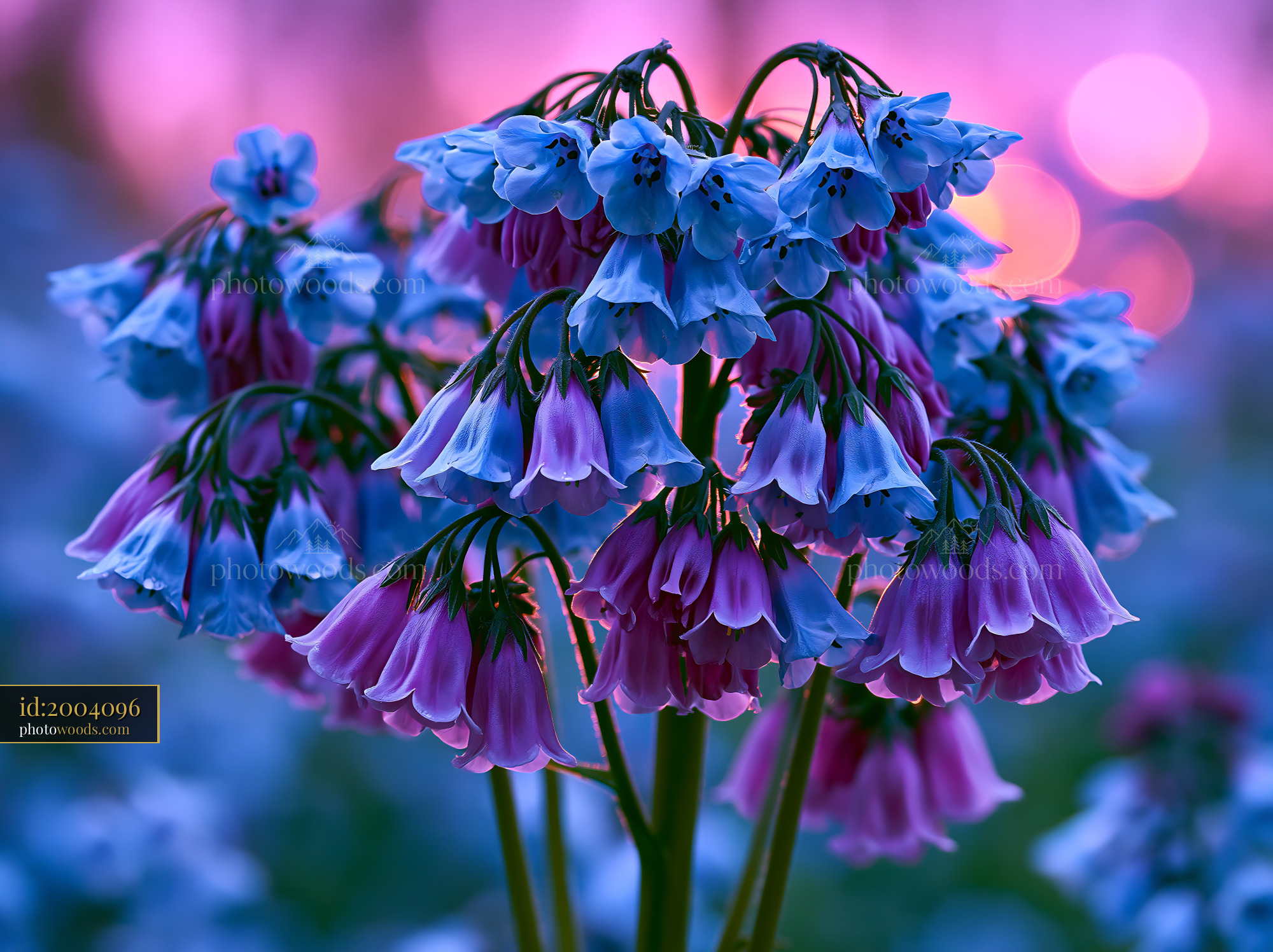 Bluebells Bloom in Spring With Purple Accents Under Evening Light