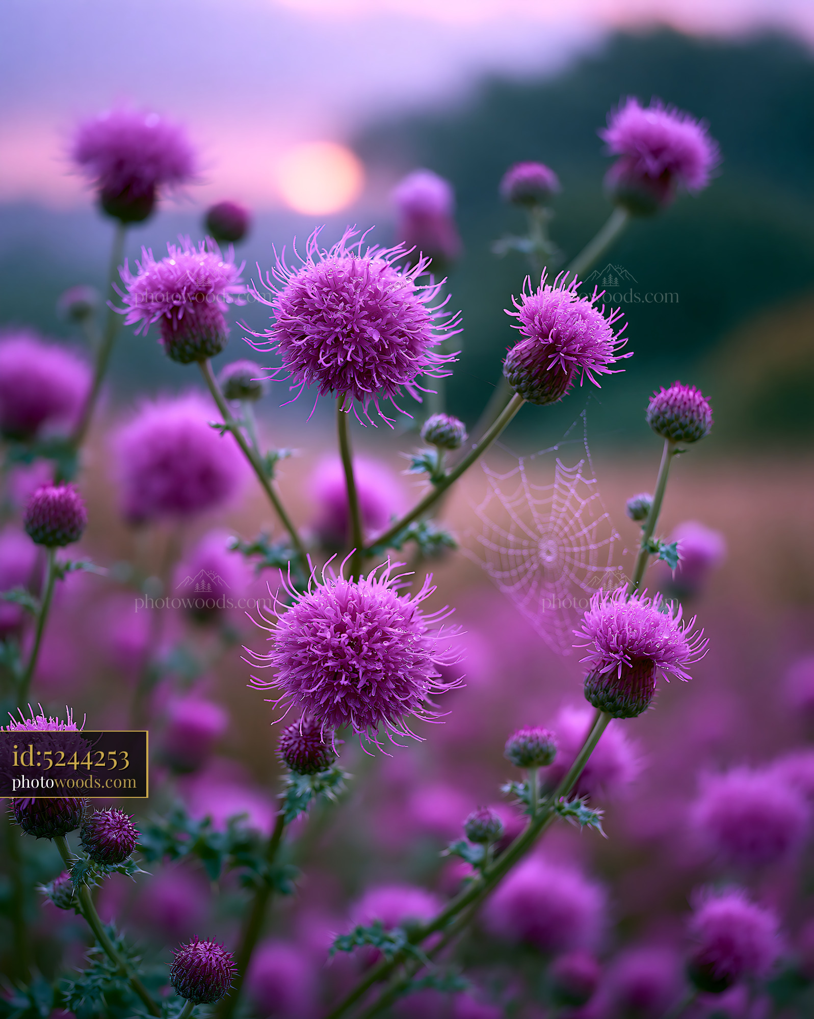 Thistle Blooms in the Meadow During Golden Hour