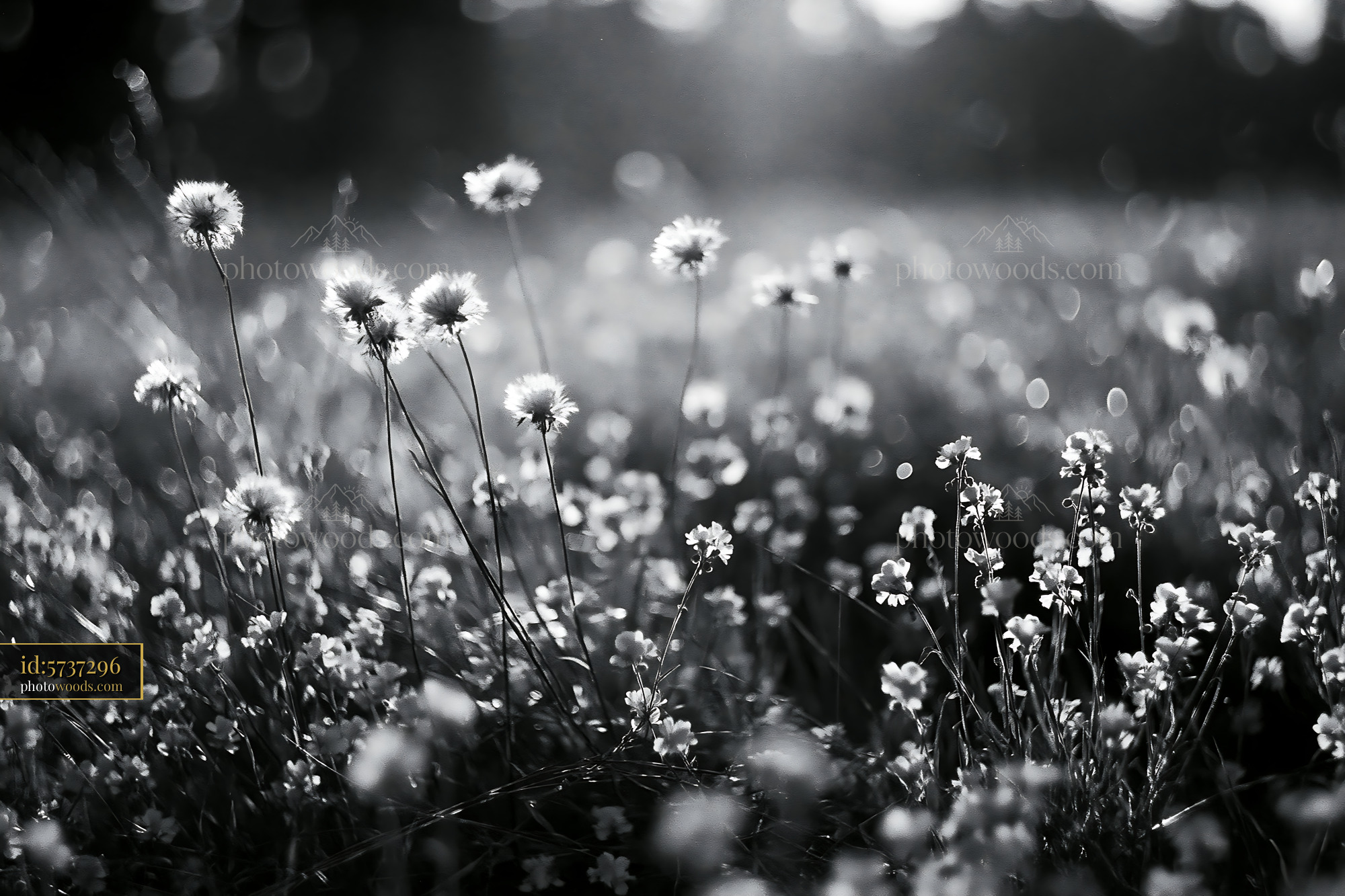 Wildflower Field in Soft Light at Golden Hour
