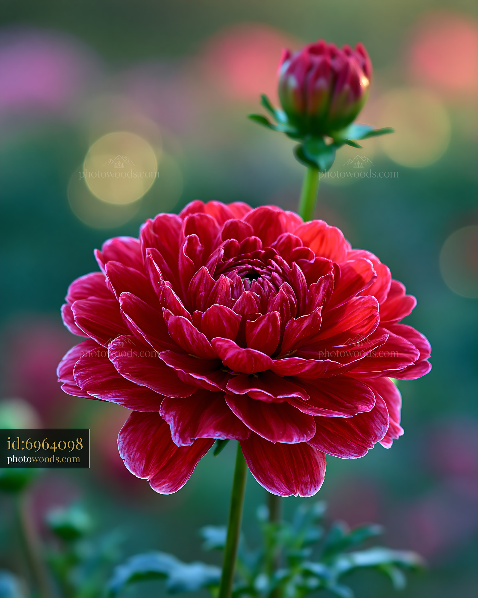 Red Flower Blooms in Garden With Green Background and Soft Light