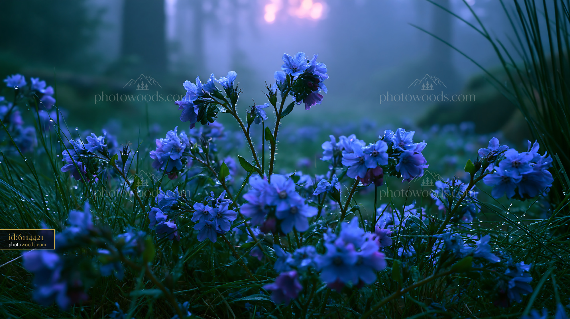 Blue Flowers Bloom in Misty Forest With Morning Dew on Petals
