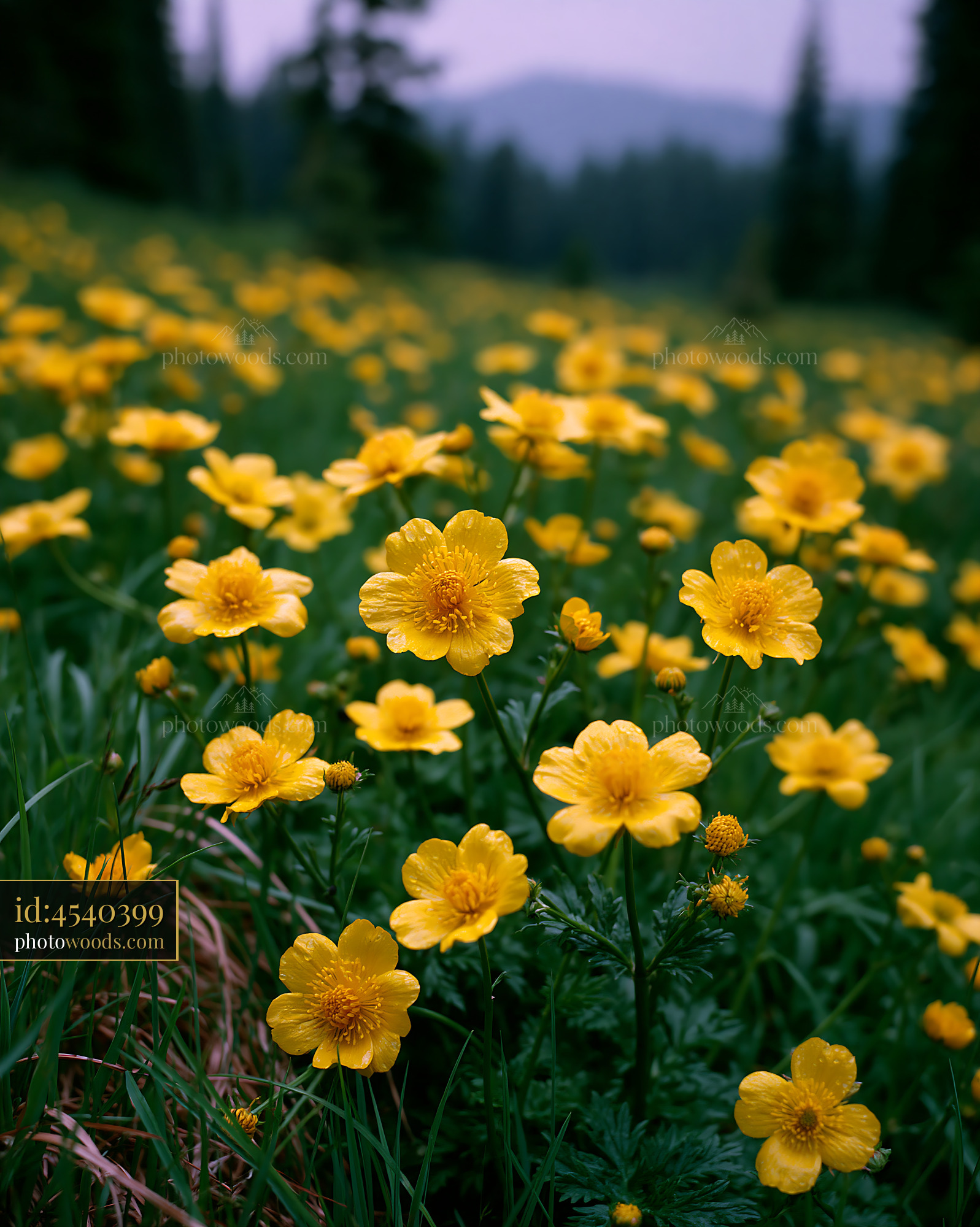 Glacier Buttercups in a High Meadow During Golden Hour