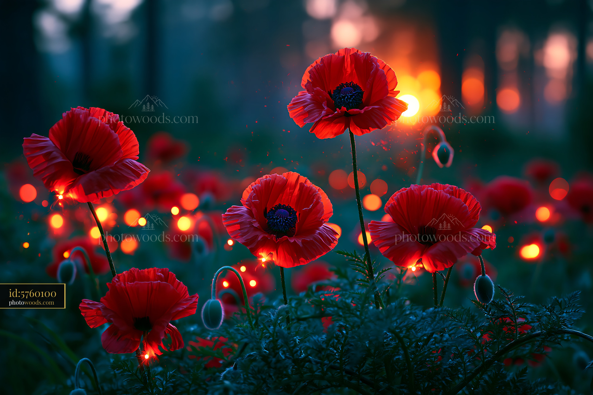 Poppies Bloom in a Field During Sunset With Glowing Effects