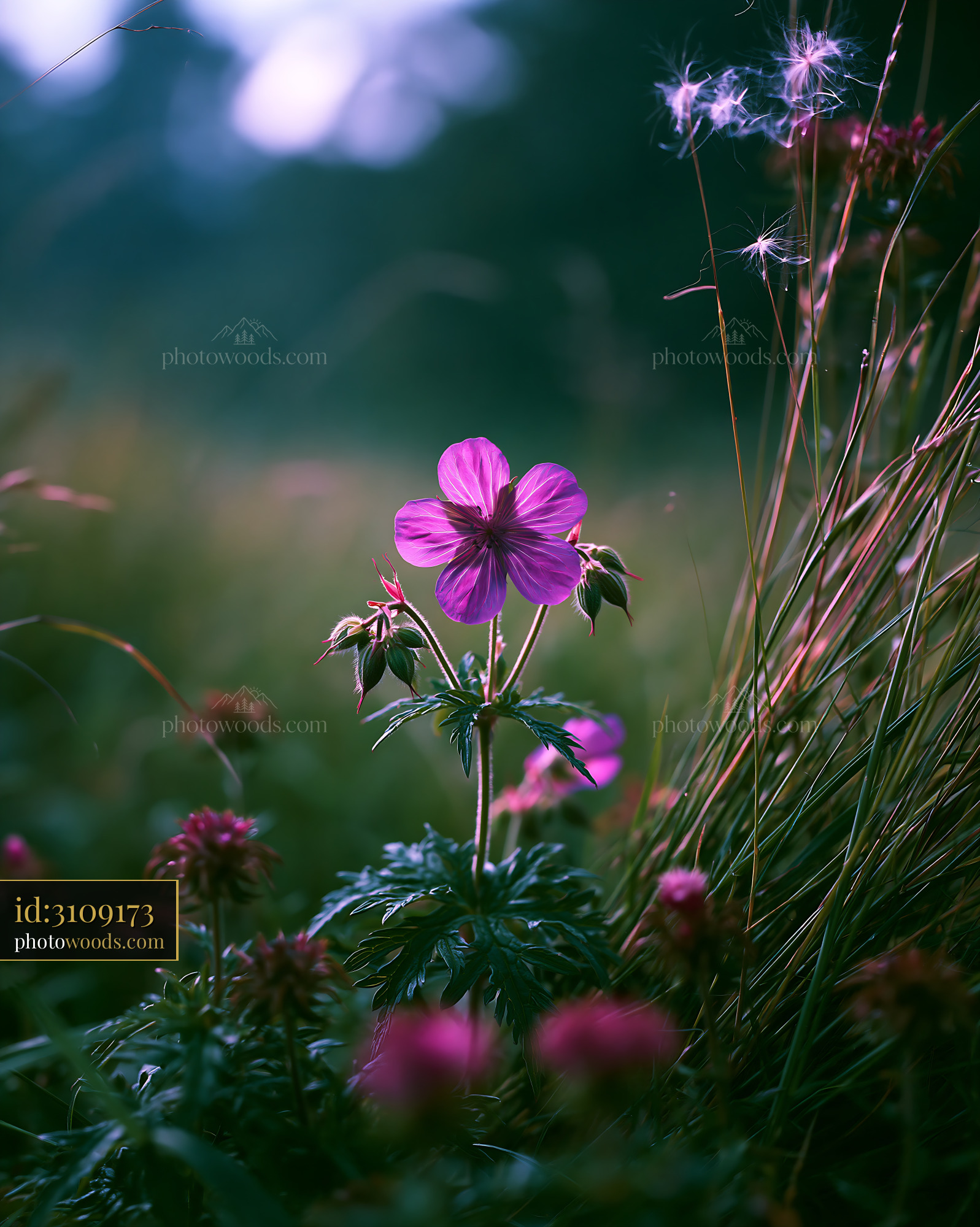 Cranesbill Wildflower Blooming in an Alpine Meadow