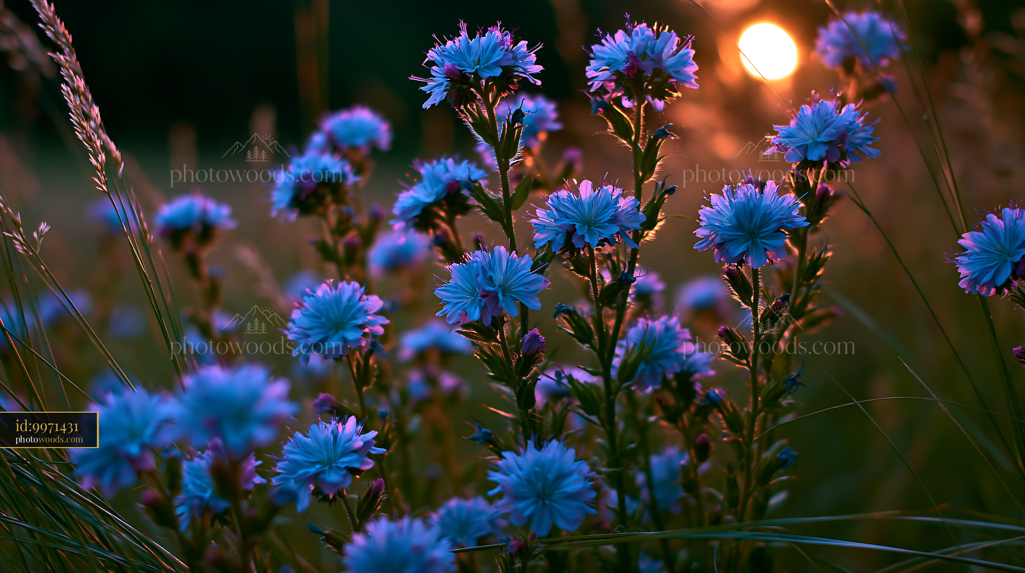 Blue Flowers Bloom at Sunset in a Grassy Field