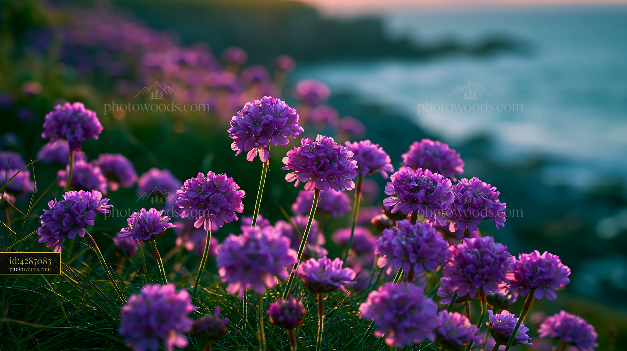 Purple Flowers Grow on Cliffside Near Ocean at Sunset