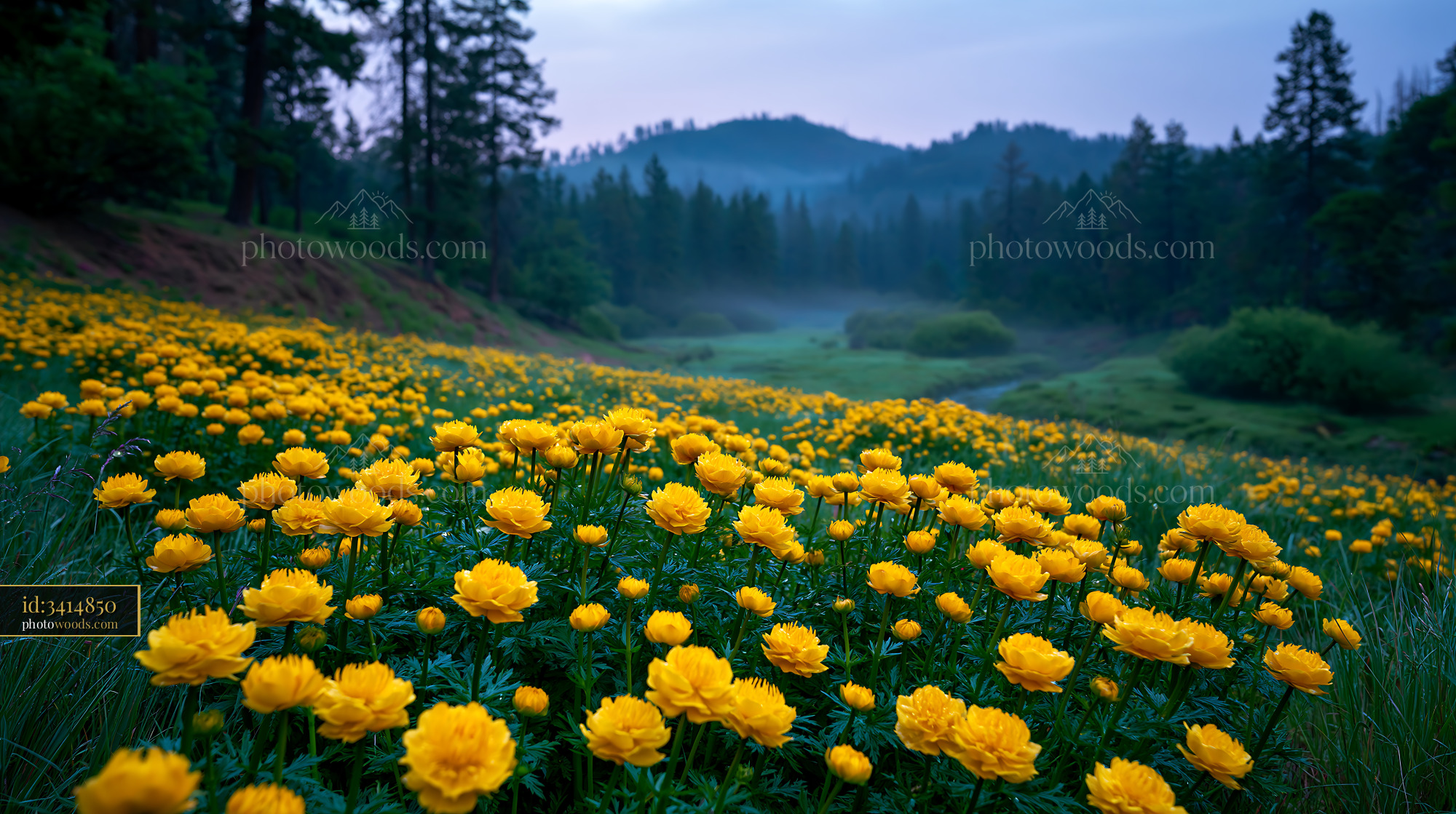 Globeflowers in Bloom at a Wet Meadow in a Forest Setting