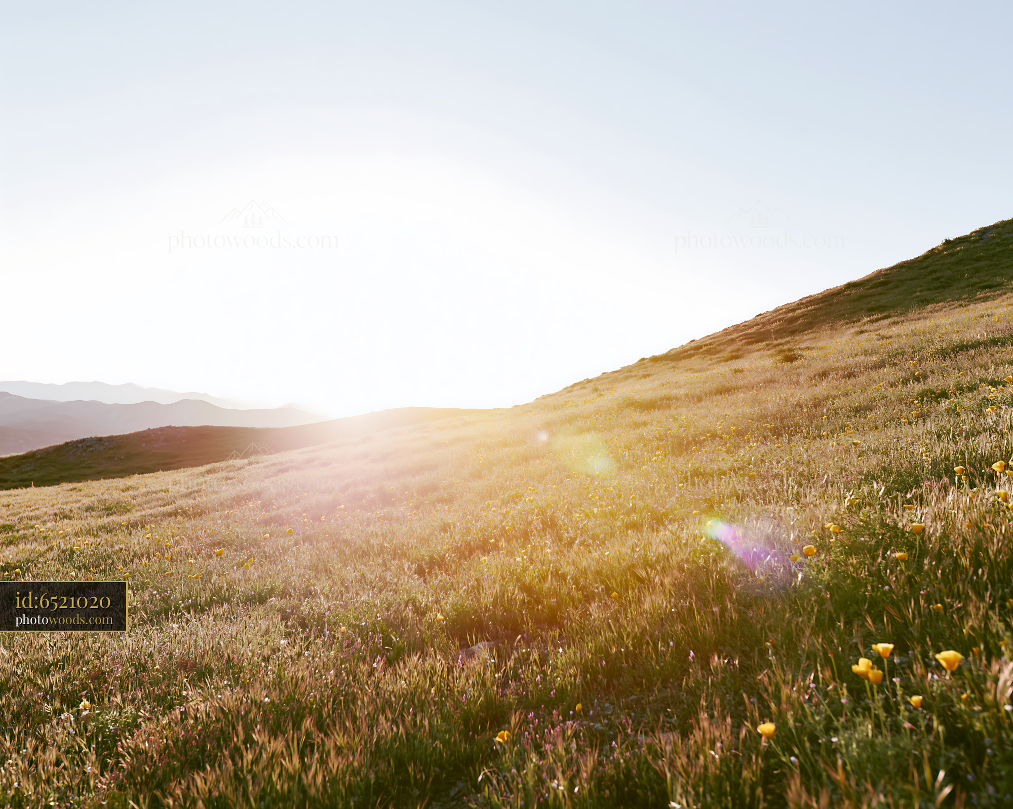 California Poppy in a Meadow During Golden Hour