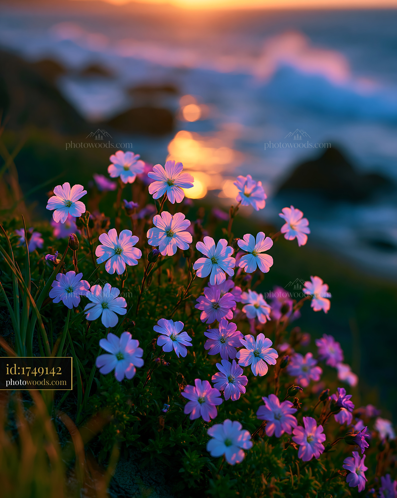 Flowers Bloom at Sunset by the Ocean Shore With Gentle Waves