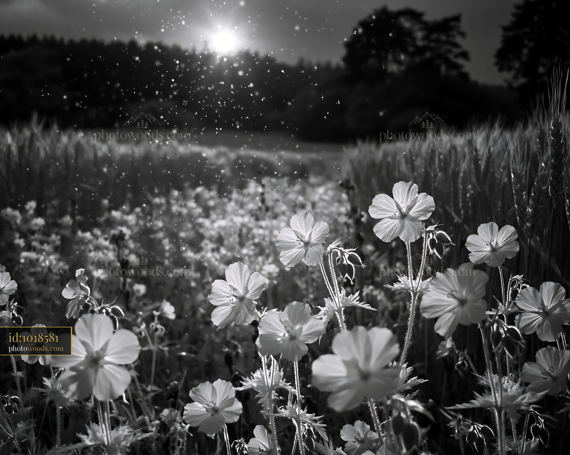 Cranesbill Flowers in Black and White During Sunset